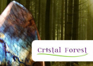 Cristal Forest