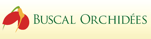 Buscal Orchidees