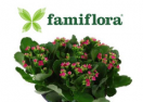 Famiflora